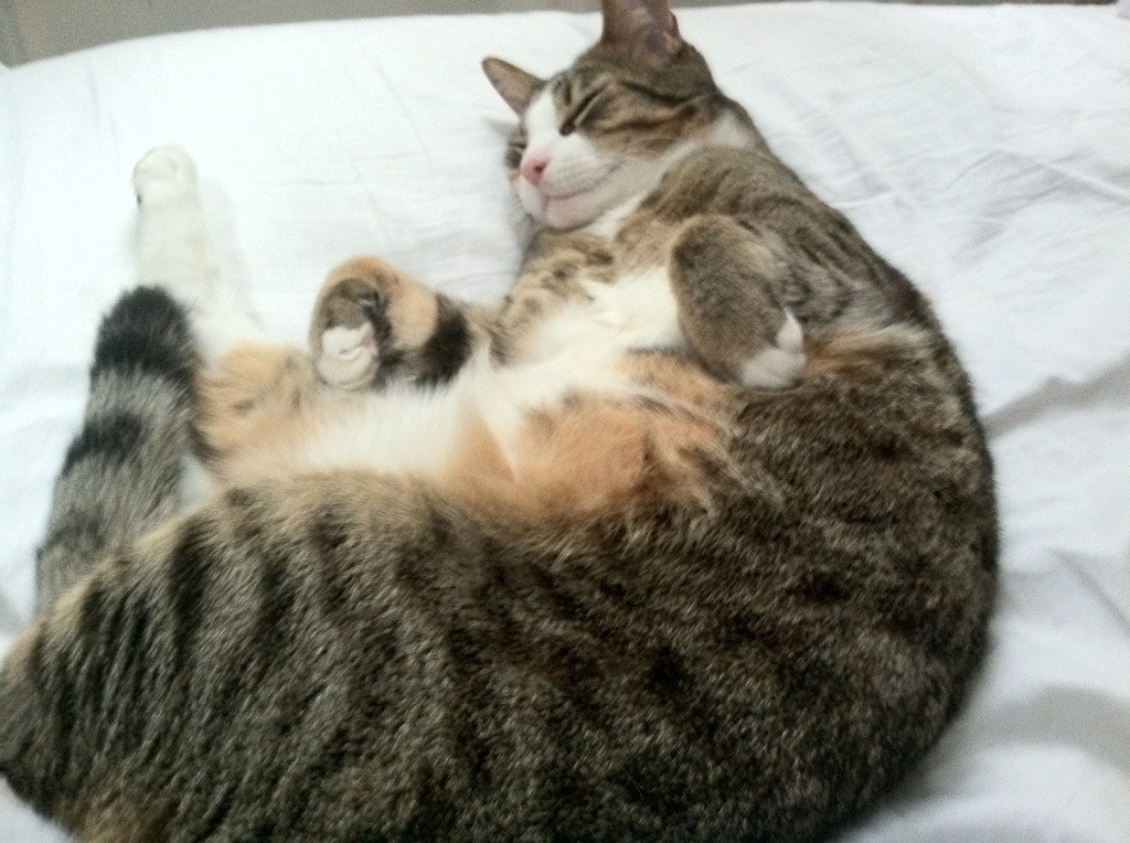 NBA球队赛场表现数据挖掘,nba球队比赛场数