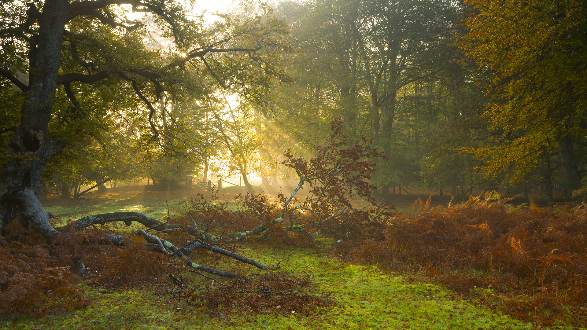 曼联重返巅峰!豪取五连胜剑指英超冠军,曼联重返英超榜首